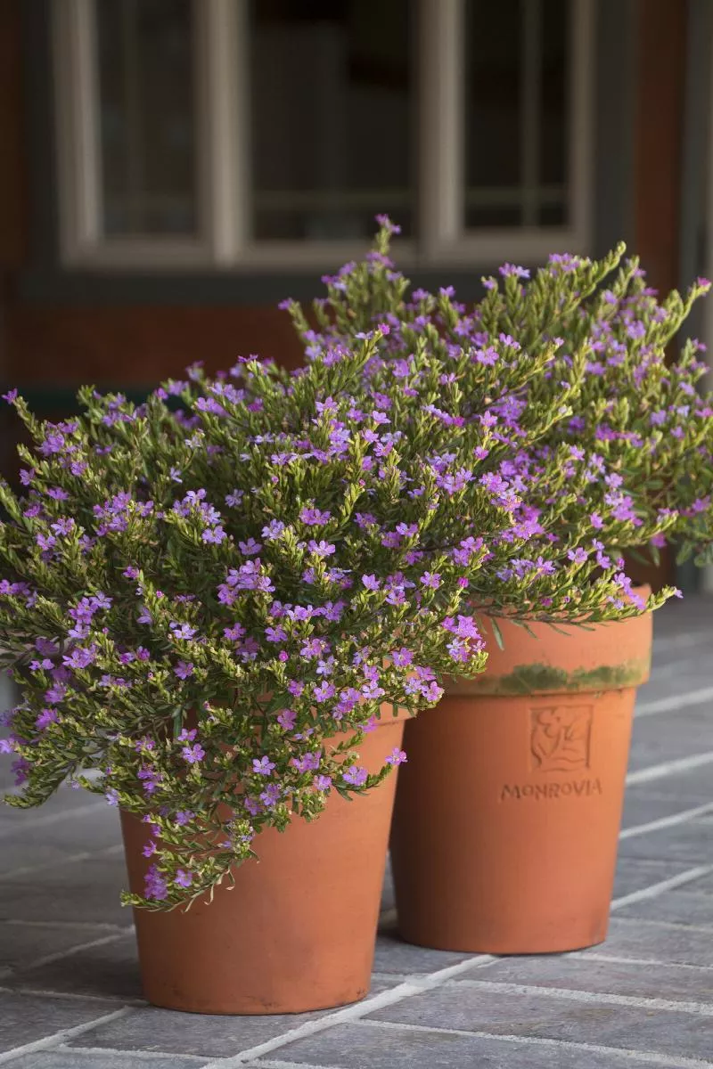 Mexican Heather