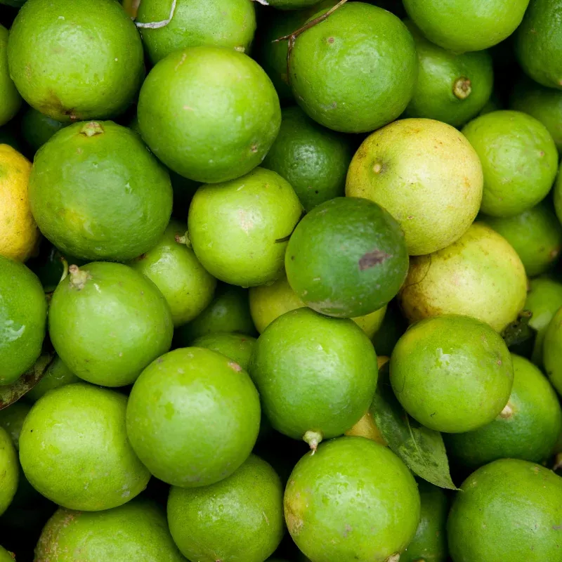 Mexican Key Lime Seeds (Citrus aurantifolia) A must-have for citrus lovers. These limes are packed with tangy flavor and fragrance, great for drinks, marinades, or adding a fresh twist to recipes. Can be grown in warm climates or in pots indoors