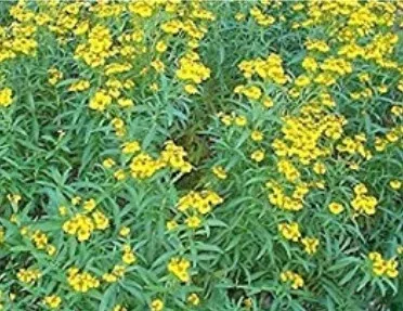 Mexican Mint Tarragon, Mexican marigold