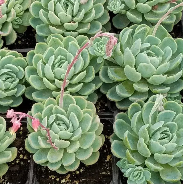 Mexican Snowball Succulent
