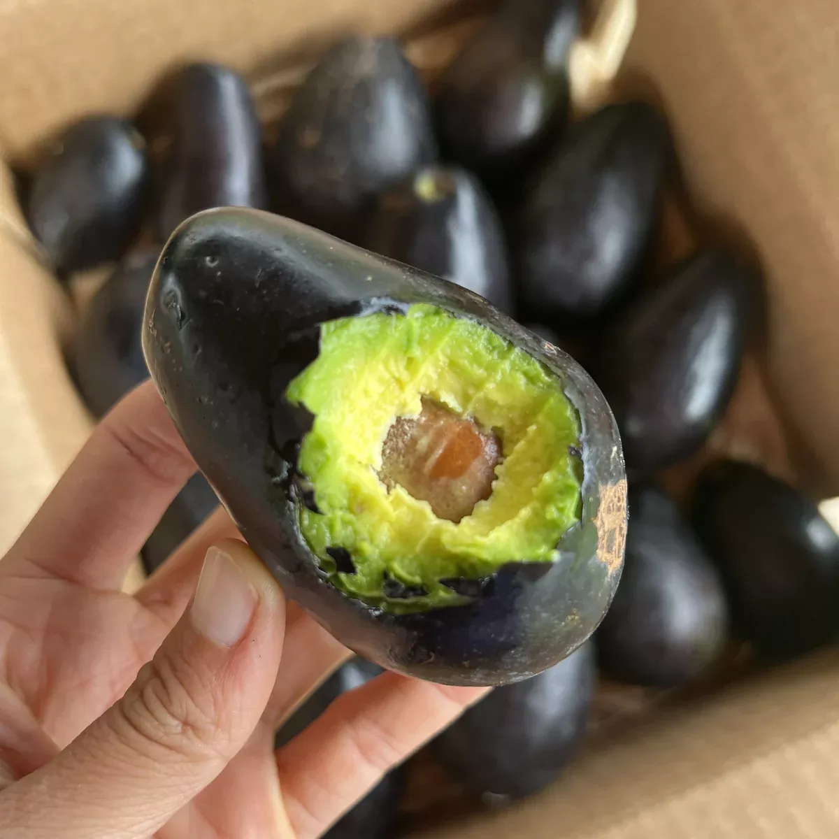 Mexicola Avocado *Pre-Order*