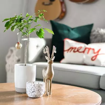 Meyer Lemon Gift Tree