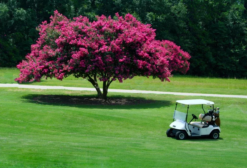 Miami Pink Crepe Myrtle Shrub