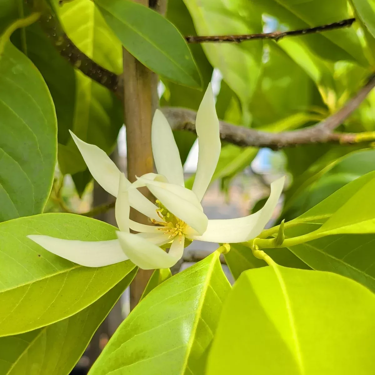 Michelia Alba - White Champaca