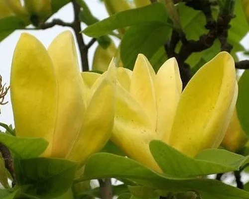Michelia champaca seeds