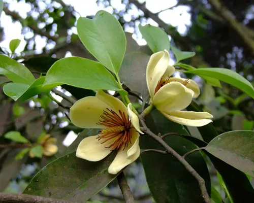 Michelia chapensis seeds
