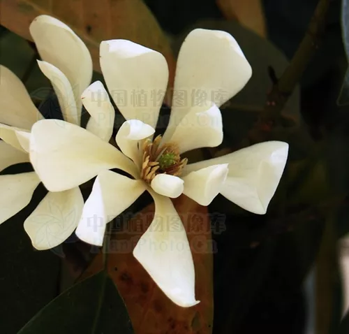 Michelia macclurei seeds
