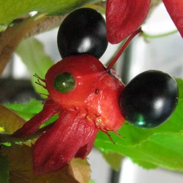 Mickey Mouse Plant - Ochna serrulata