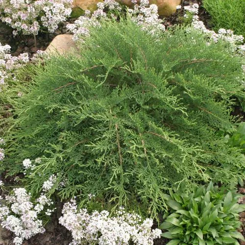 Microbiota decussata 'Prides'- Celtic Pride Siberian Cypress