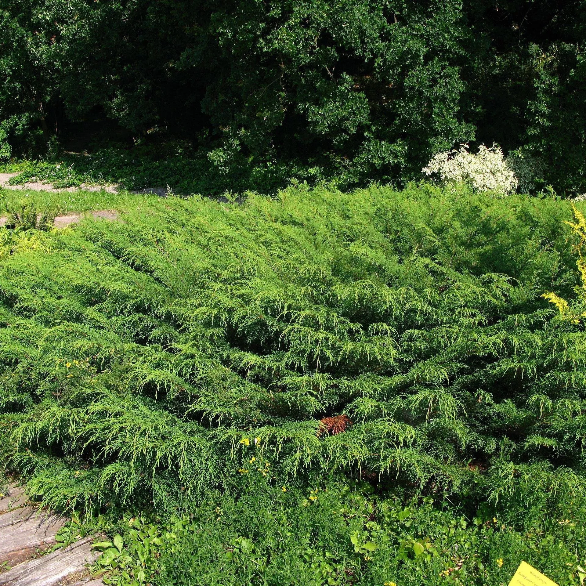 Microbiota decussata- Siberian Cypress, Russian Arborvitae