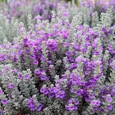 'Microburst' Texas Sage