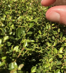 Micron holly