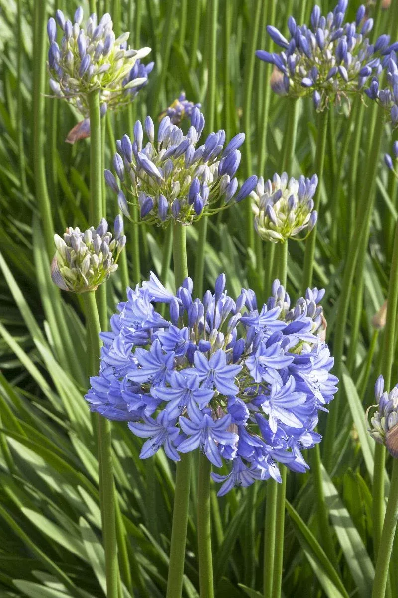 Midknight Blue Agapanthus