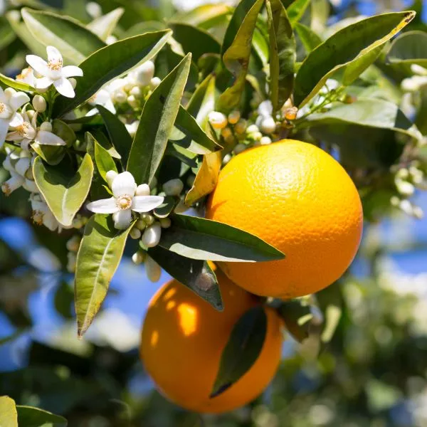 Midnight Seedless Valencia Orange