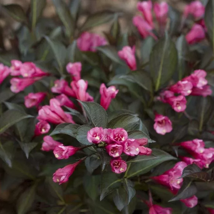 Midnight Wine Weigela