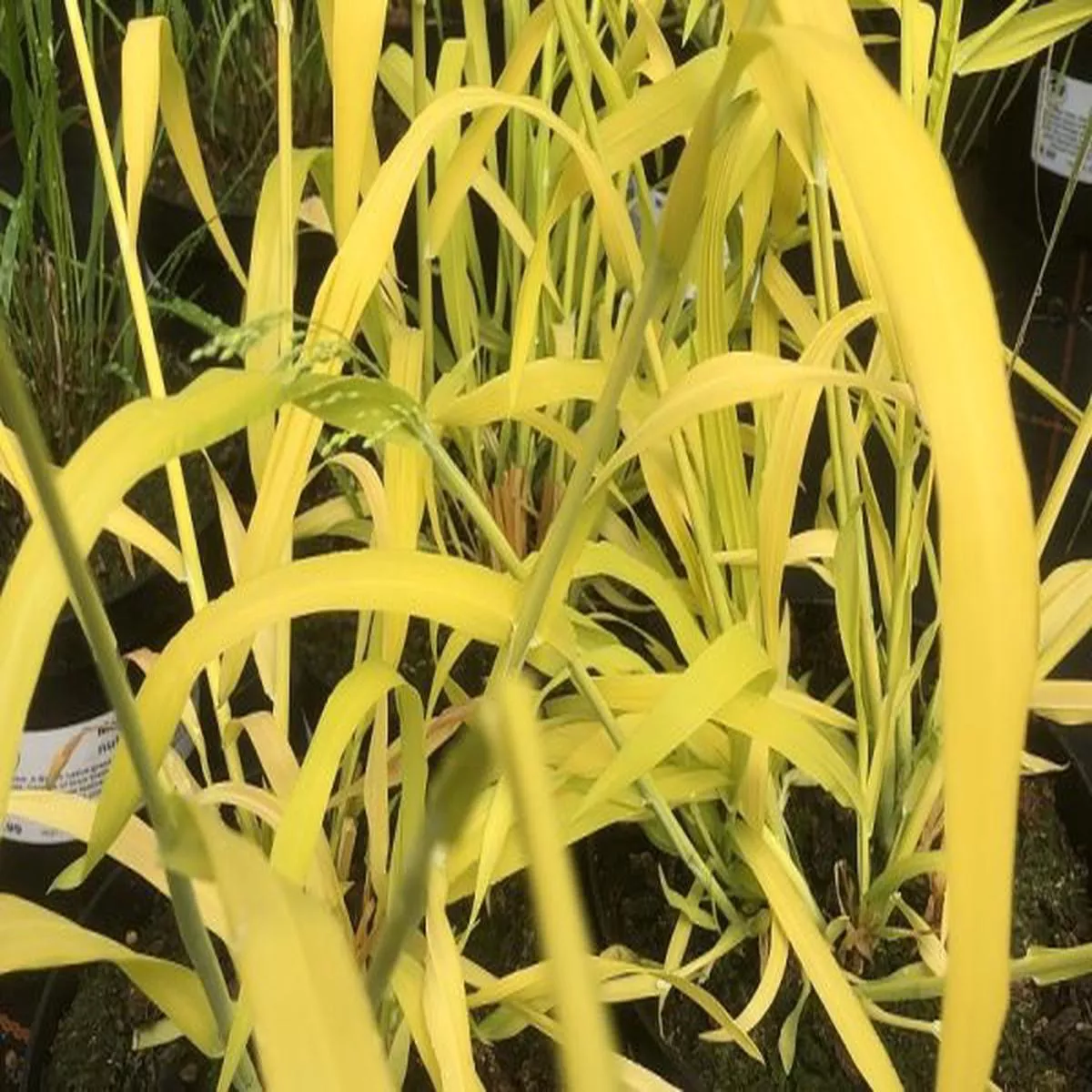 Milium effusum AureumGolden Wood Millet,Bowles Golden Grass