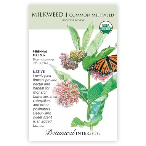 Milkweed 'Common' Organic