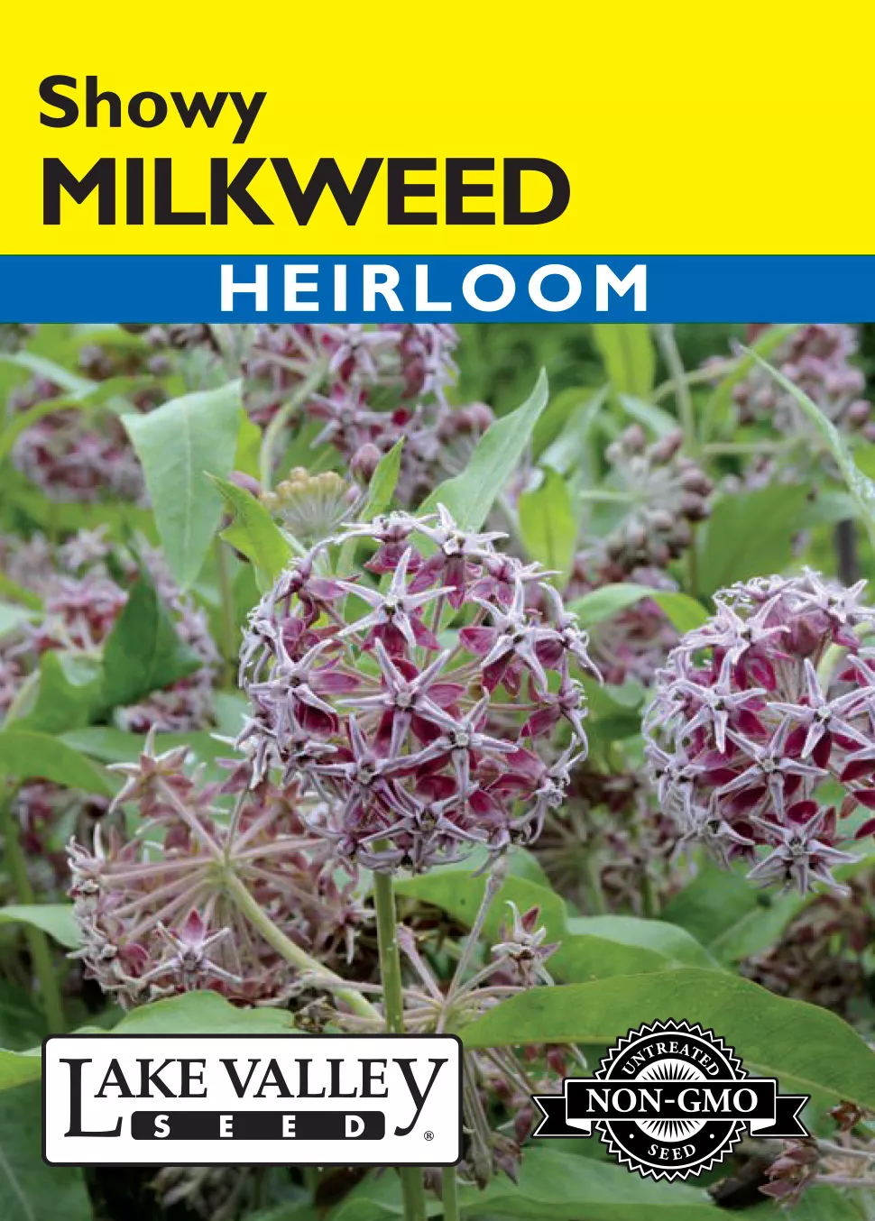 Milkweed Showy (Western Native) – Item #4533