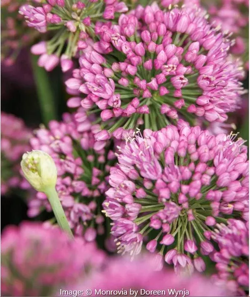 Millenium Ornamental Onion