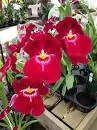MILTONIA BERT FIELD CRIMSON GLOW TROPICAL Z 9+TROPICAL Z 9+