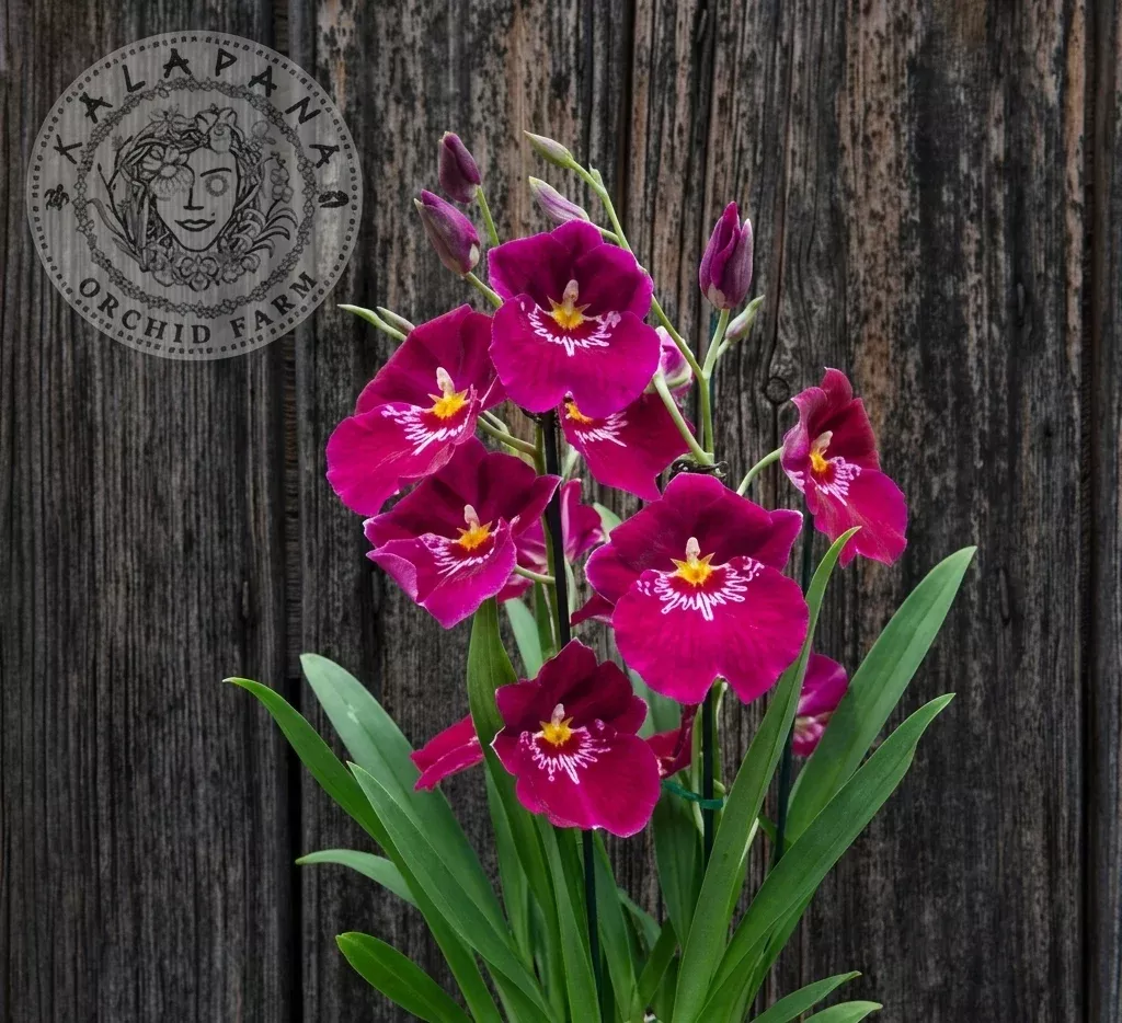 Miltoniopsis Bert Field 'Eileen'