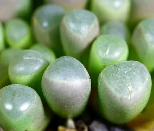 Mimicry Succulent 'Baby Toes'