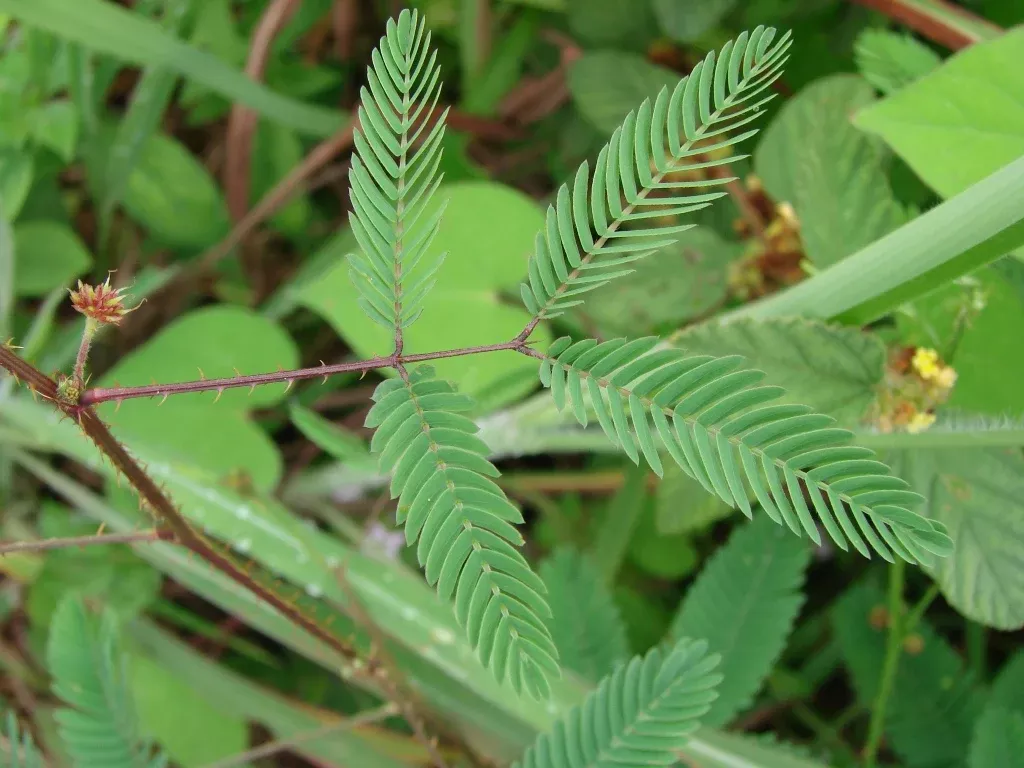 Mimosa quadrivalvis var. nuttallii Seeds - Sensitive Briar