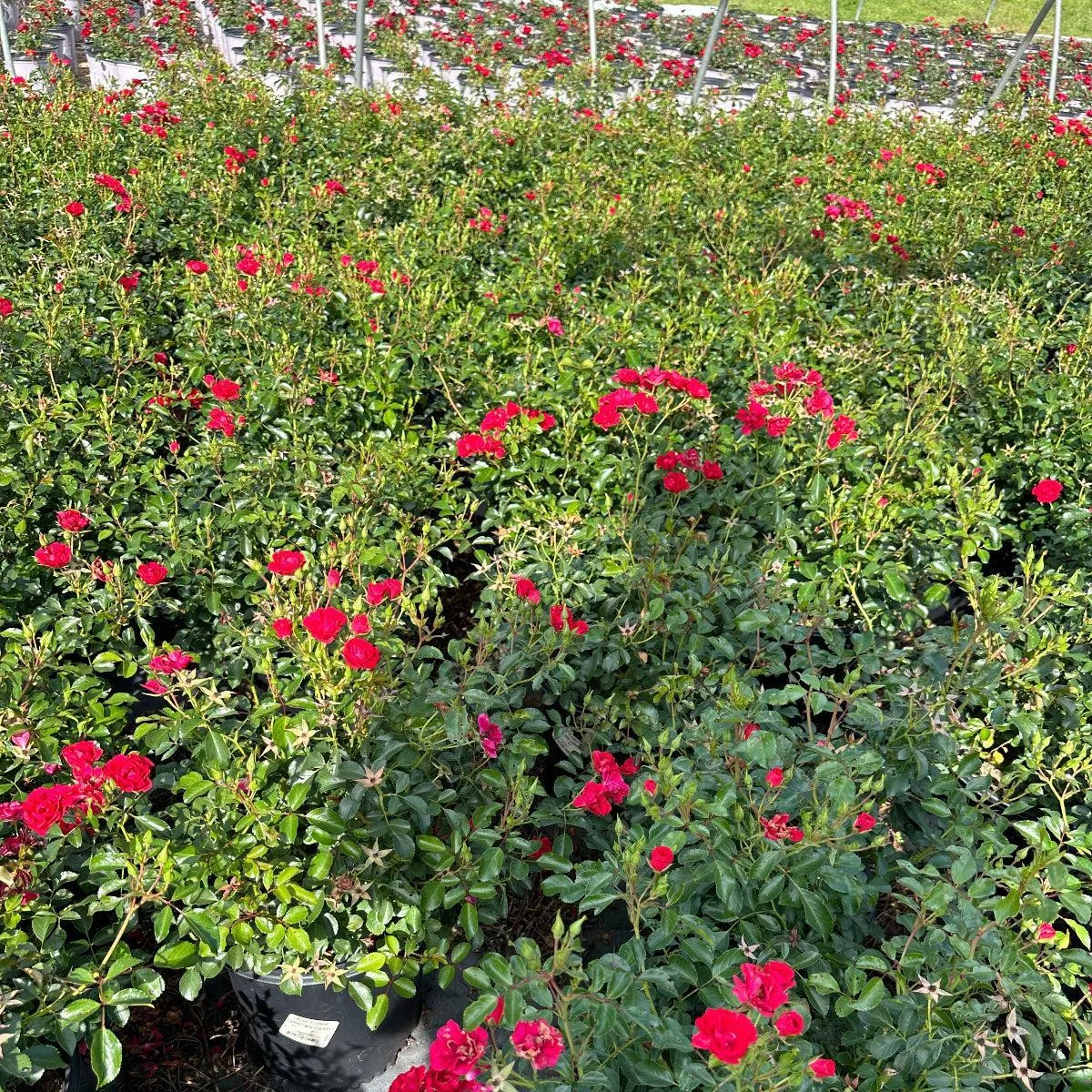 Mini Cherry Flower Carpet Rose