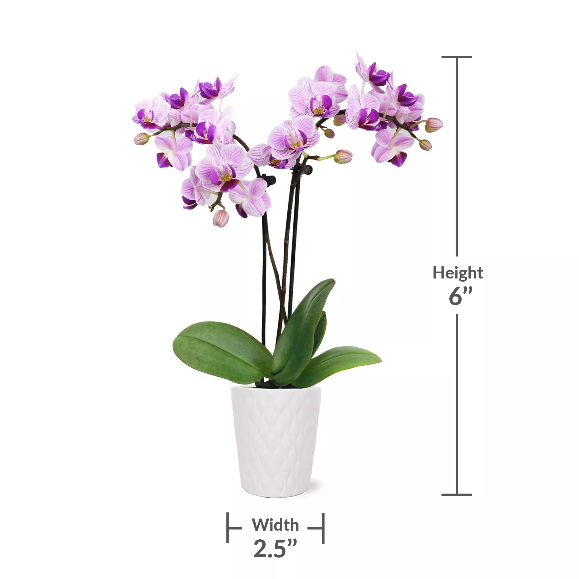 Mini Orchid