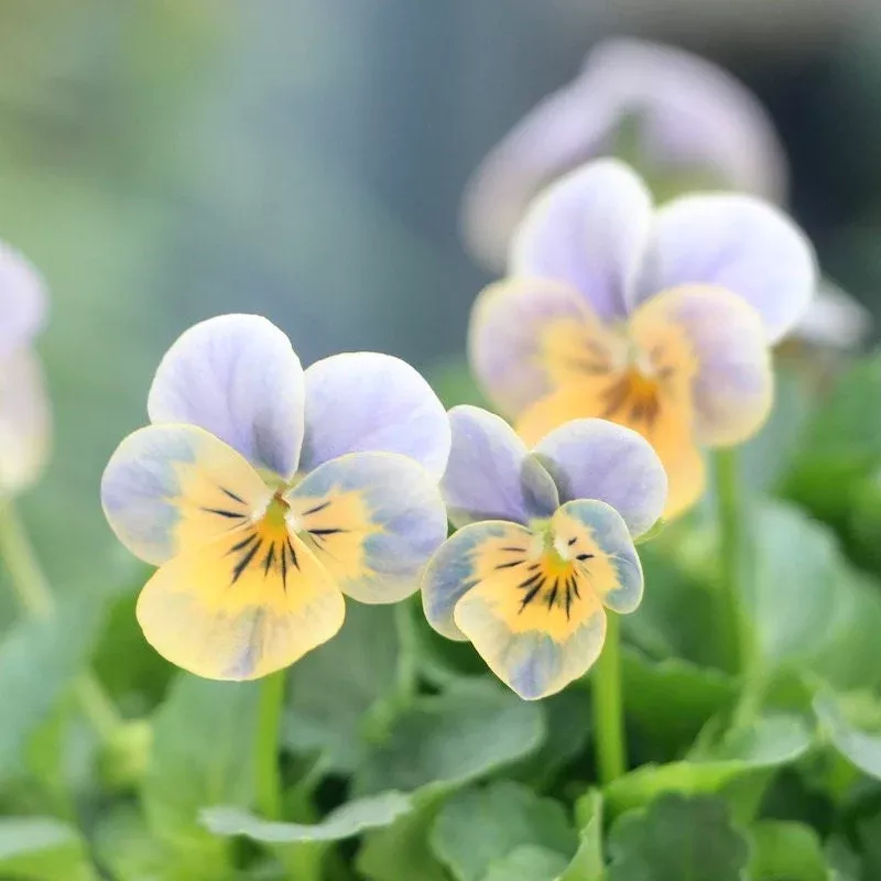 Miniola Heart Ice Blue Viola Seeds, Viola Hybrida VL1925