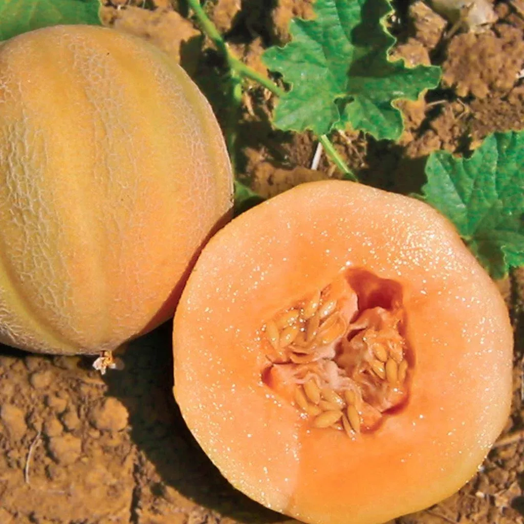 Minnesota Midget Cantaloupe - 4" pot