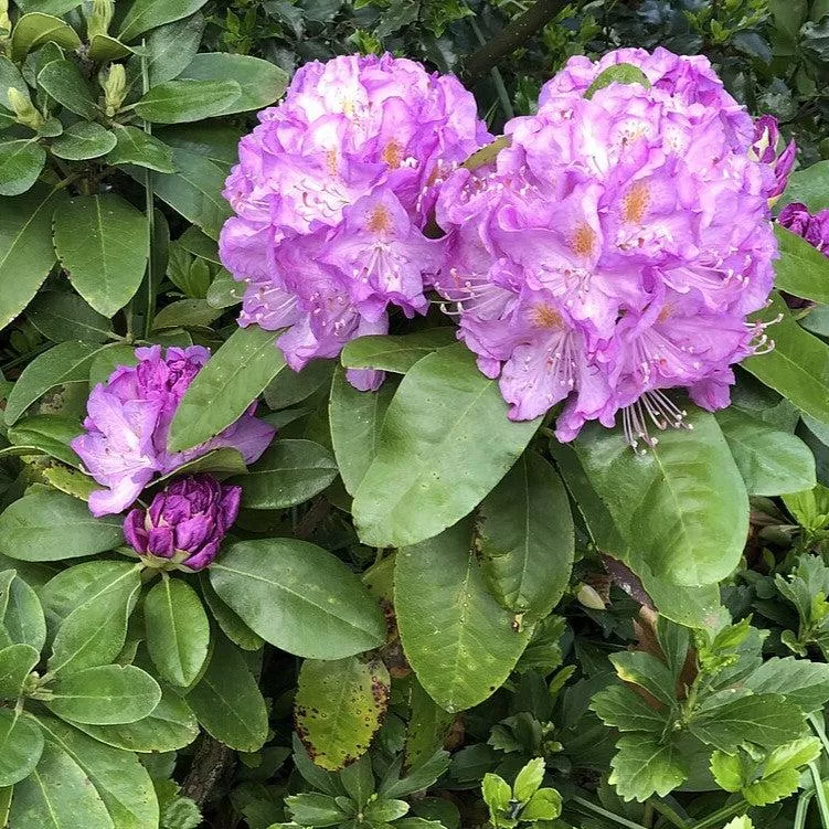 Minnetonka Rhododendron