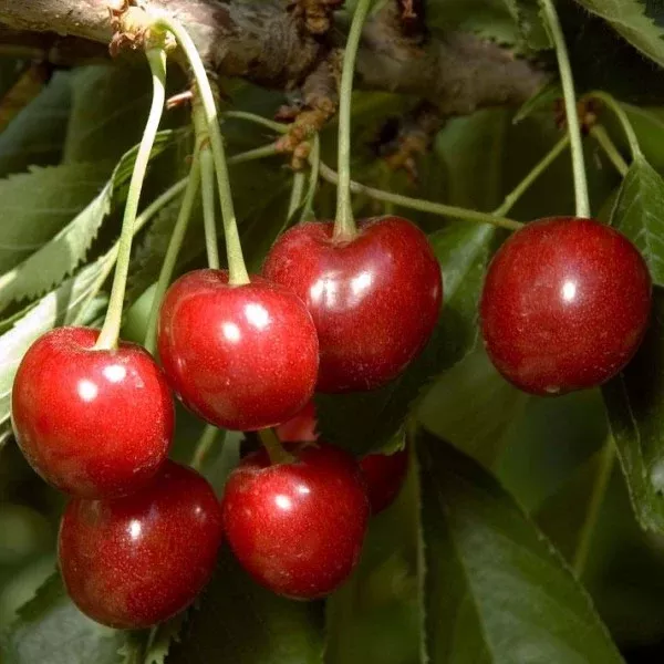 Minnie Royal Cherry