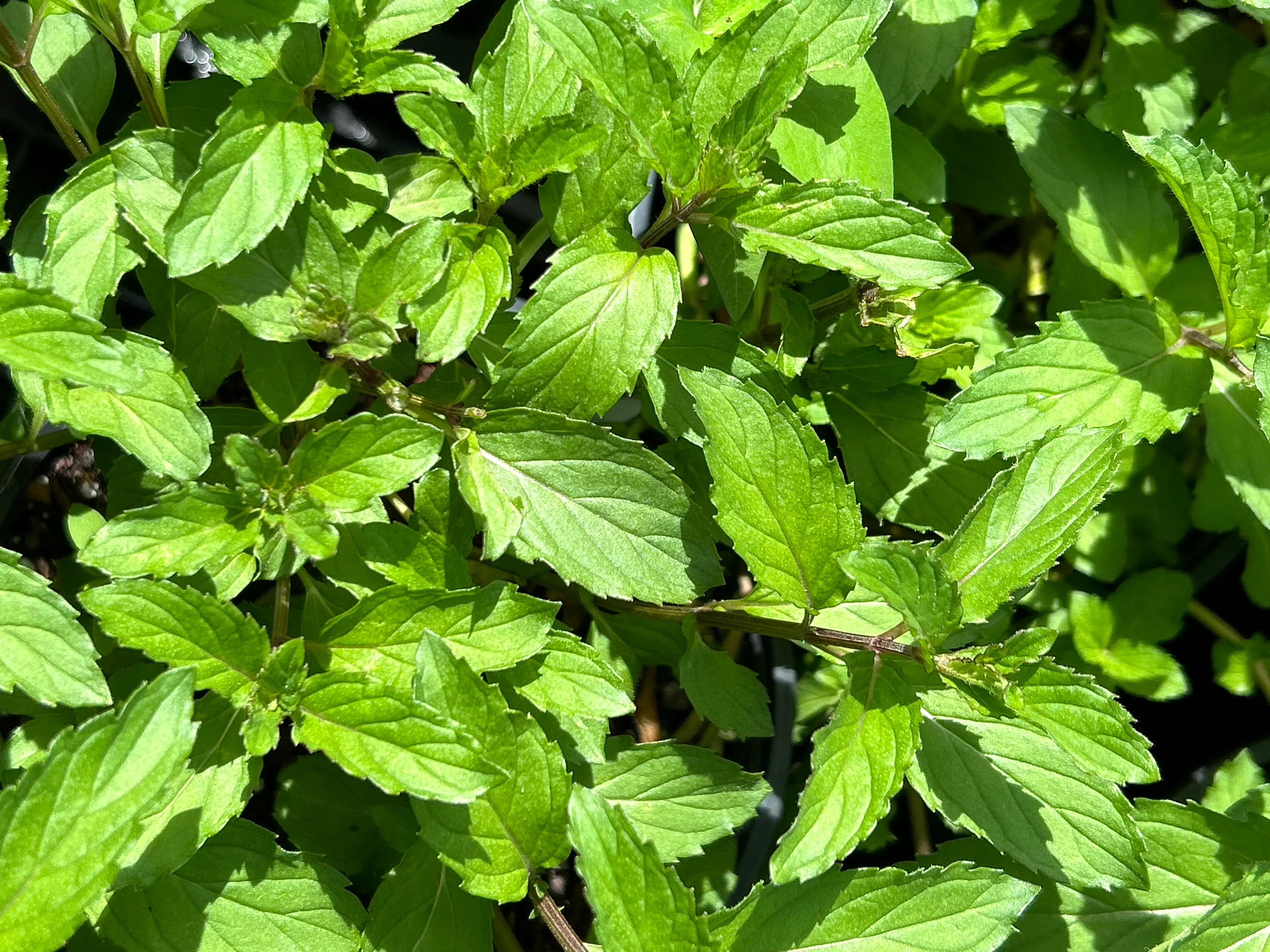 Mint #1 Plant