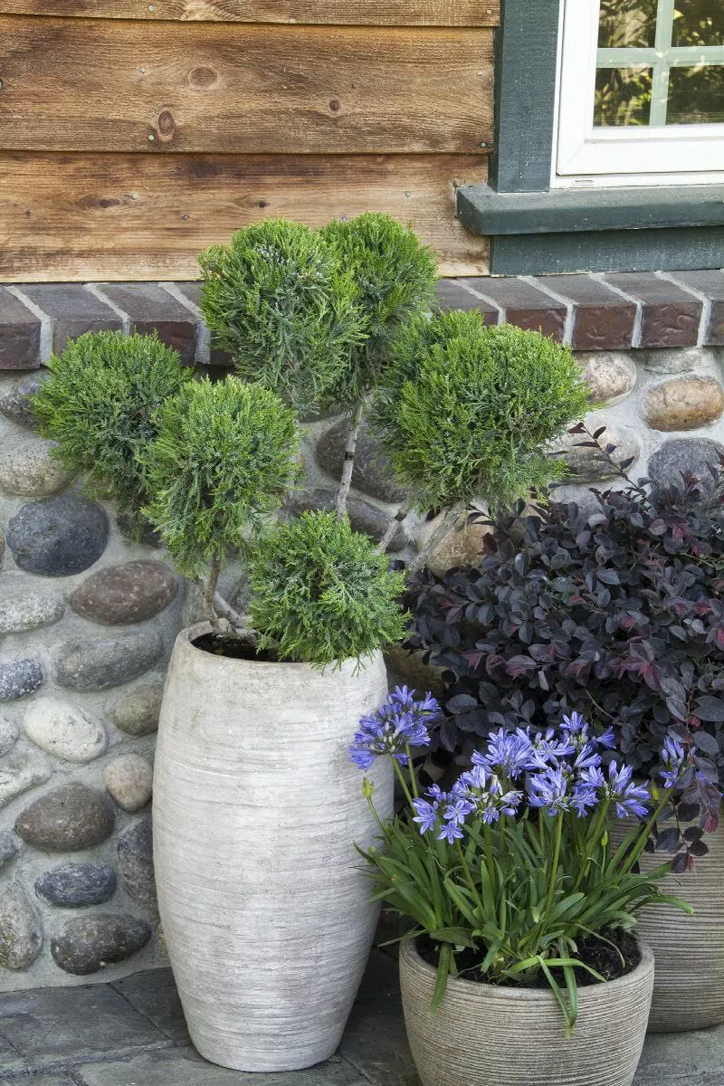 Mint Julep Juniper