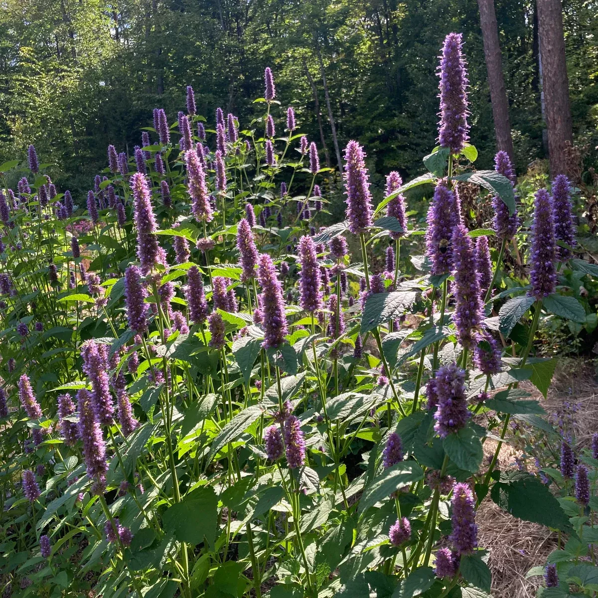 Mint, Korean aka Huo Xiang (Agastache rugosa)