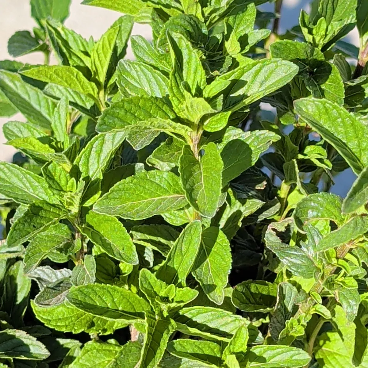 Mint Plant