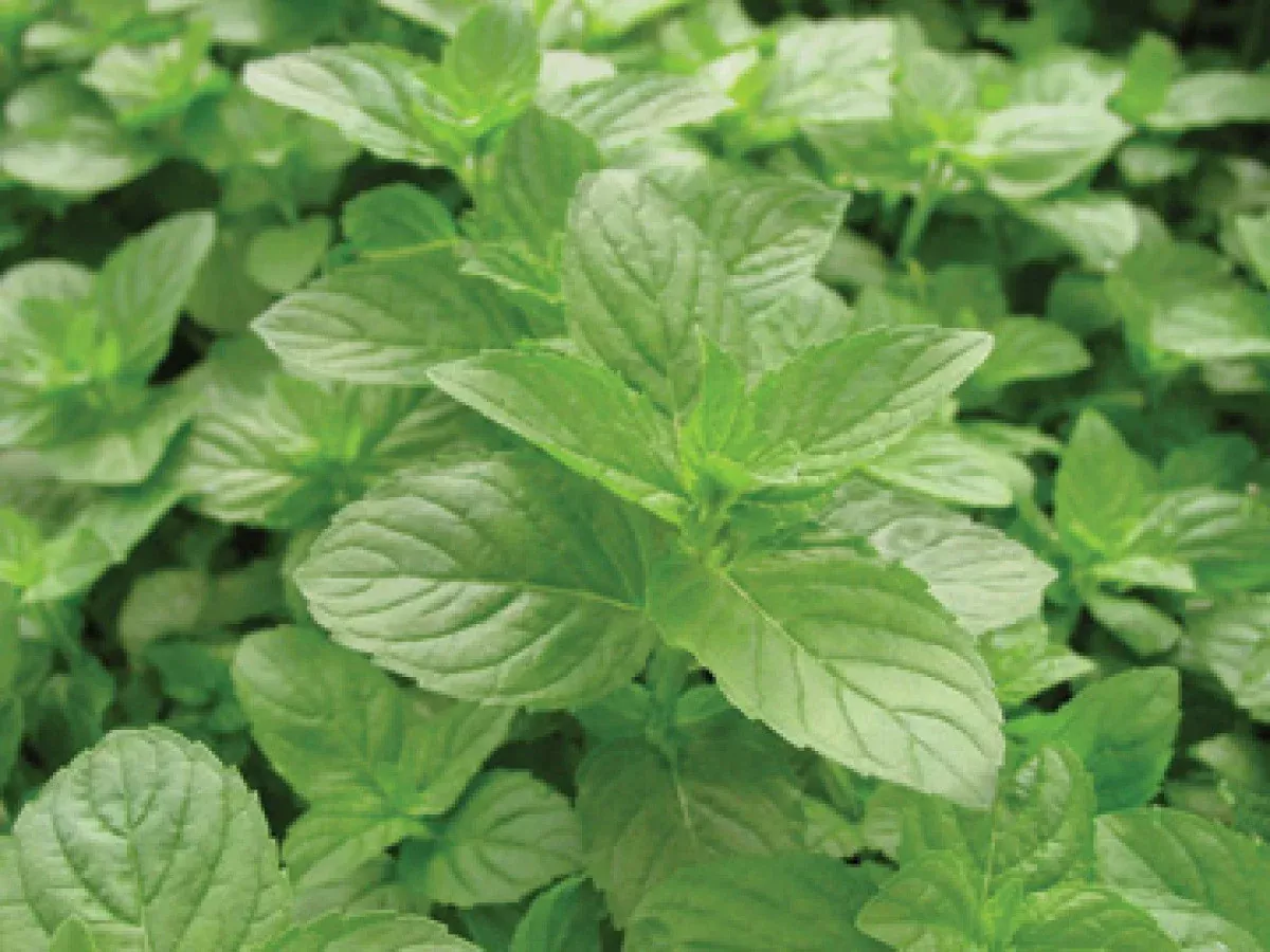 Mint 'Spearmint'