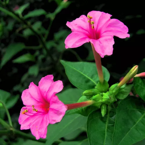 Mirabilis jalapa