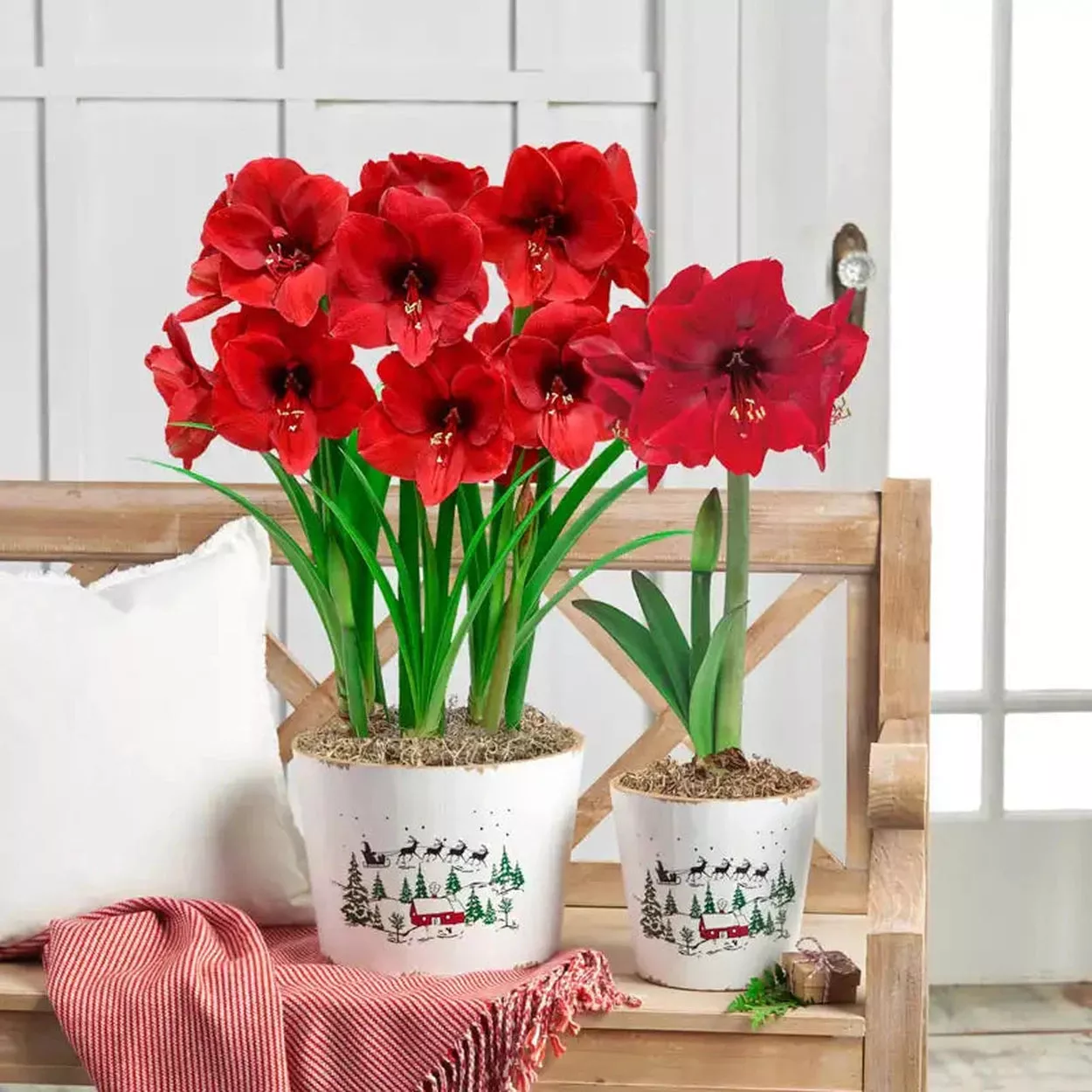 Miracle Amaryllis Single & Triple