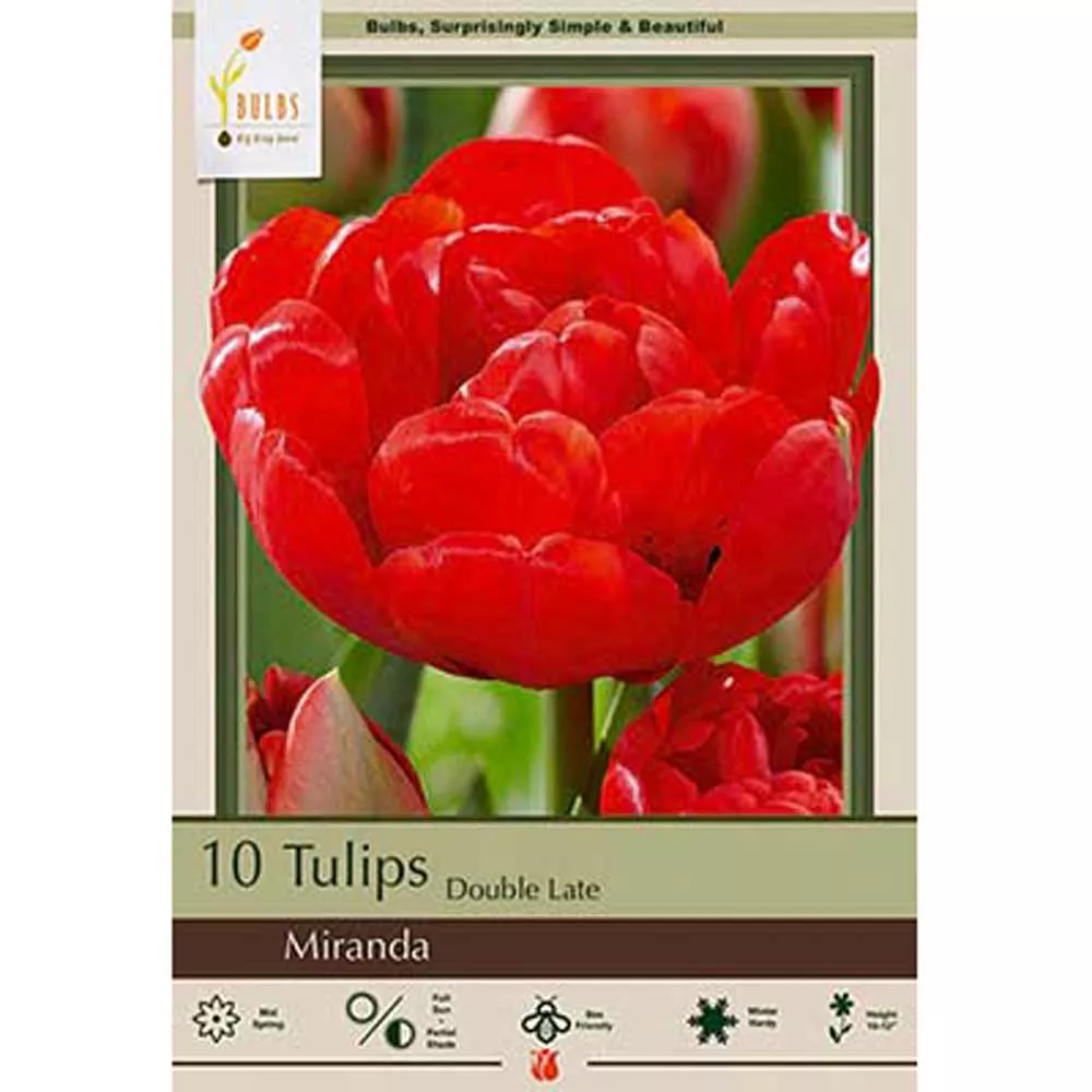 Miranda Double Late Blooming Tulip - Pack of 5 Bulbs