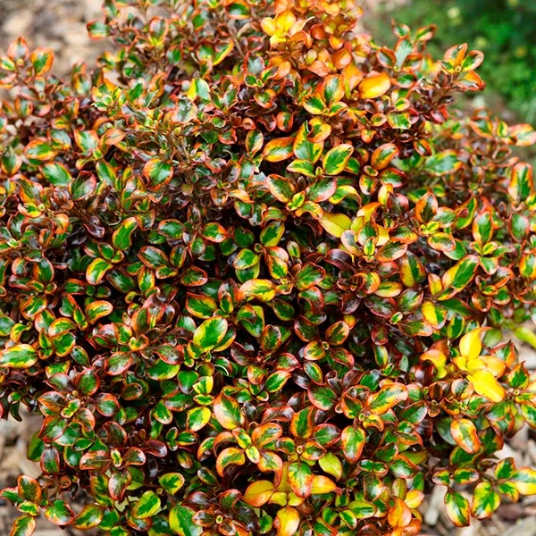 Mirror Plant