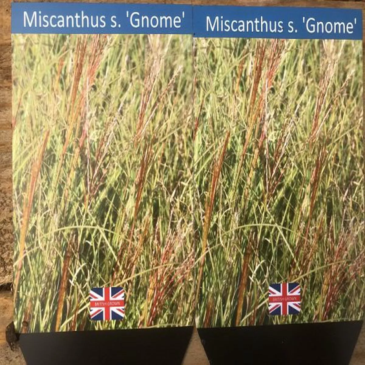 Miscanthus sinensis Gnome (5 Litre)
