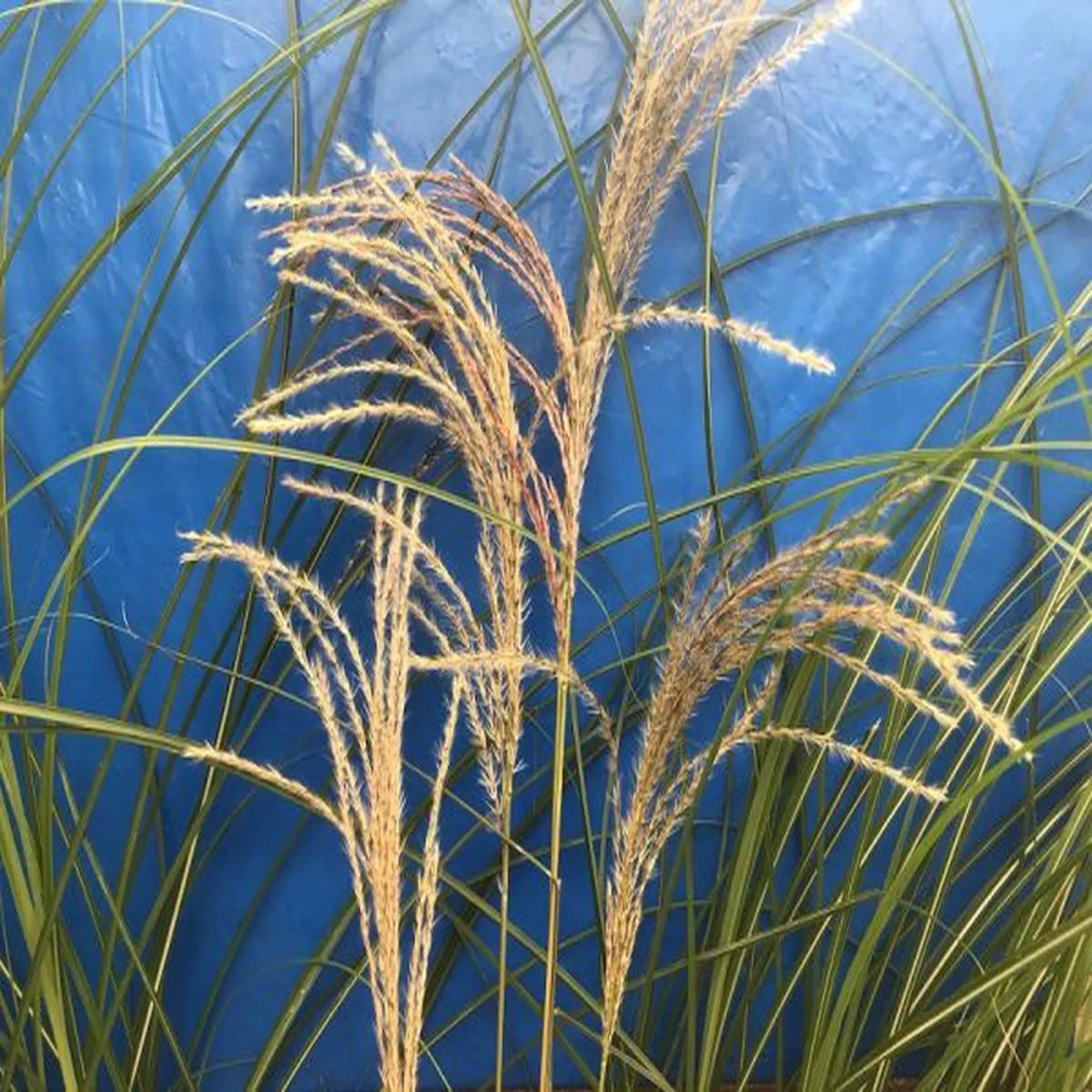 Miscanthus sinensis Graziella (5 Litre)