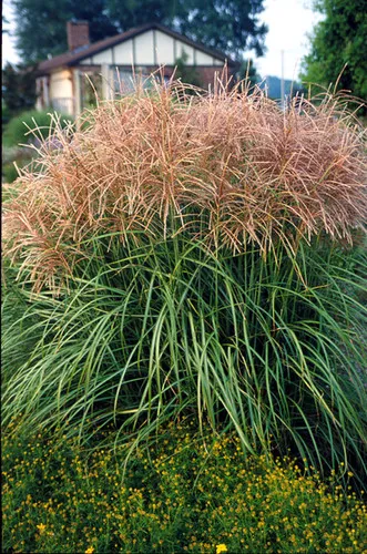 Miscanthus sinensis 'Huron Sunrise' / Maiden Grass