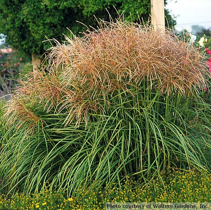 Miscanthus sinensis 'Huron Sunrise'