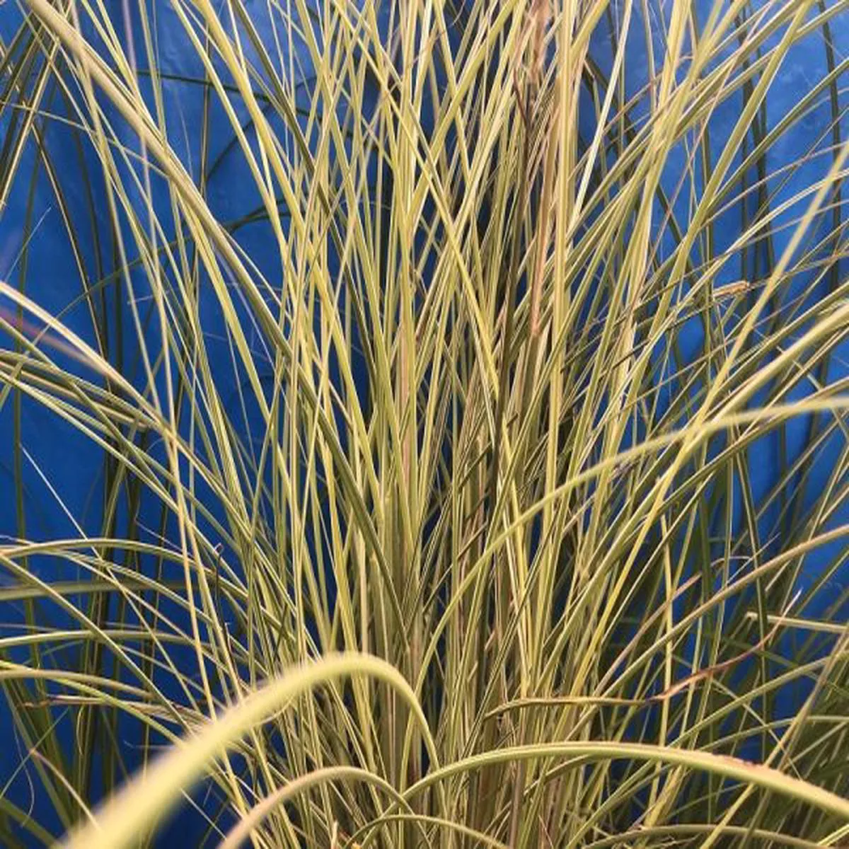 Miscanthus sinensis Morning Light (5 litre)