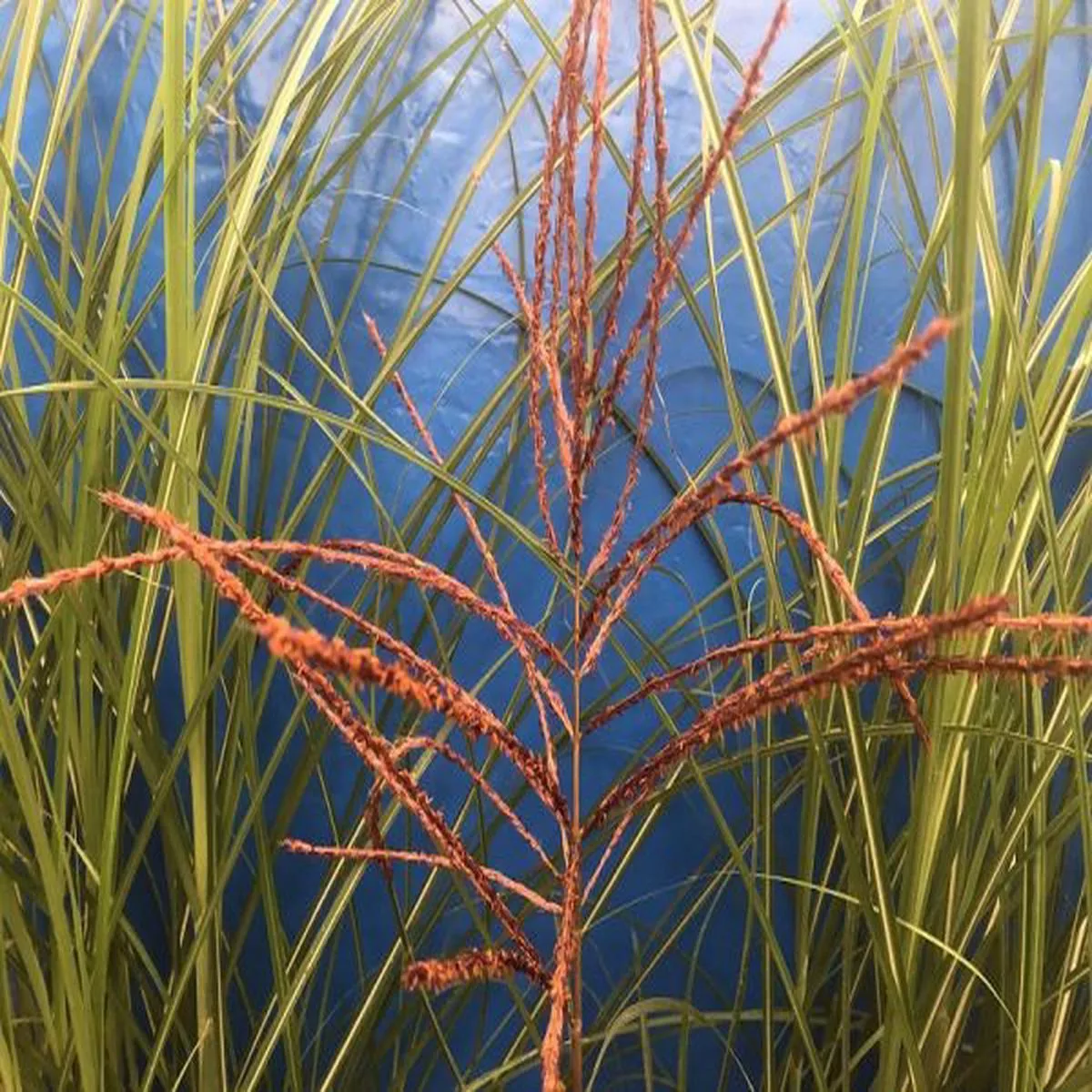 Miscanthus sinensis Nippon (5 Litre)