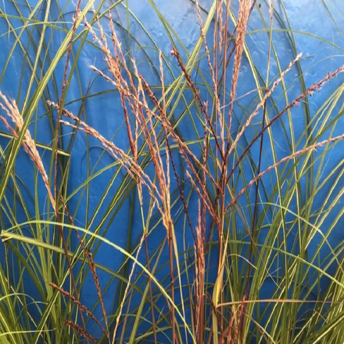 Miscanthus sinensis Purple Fall