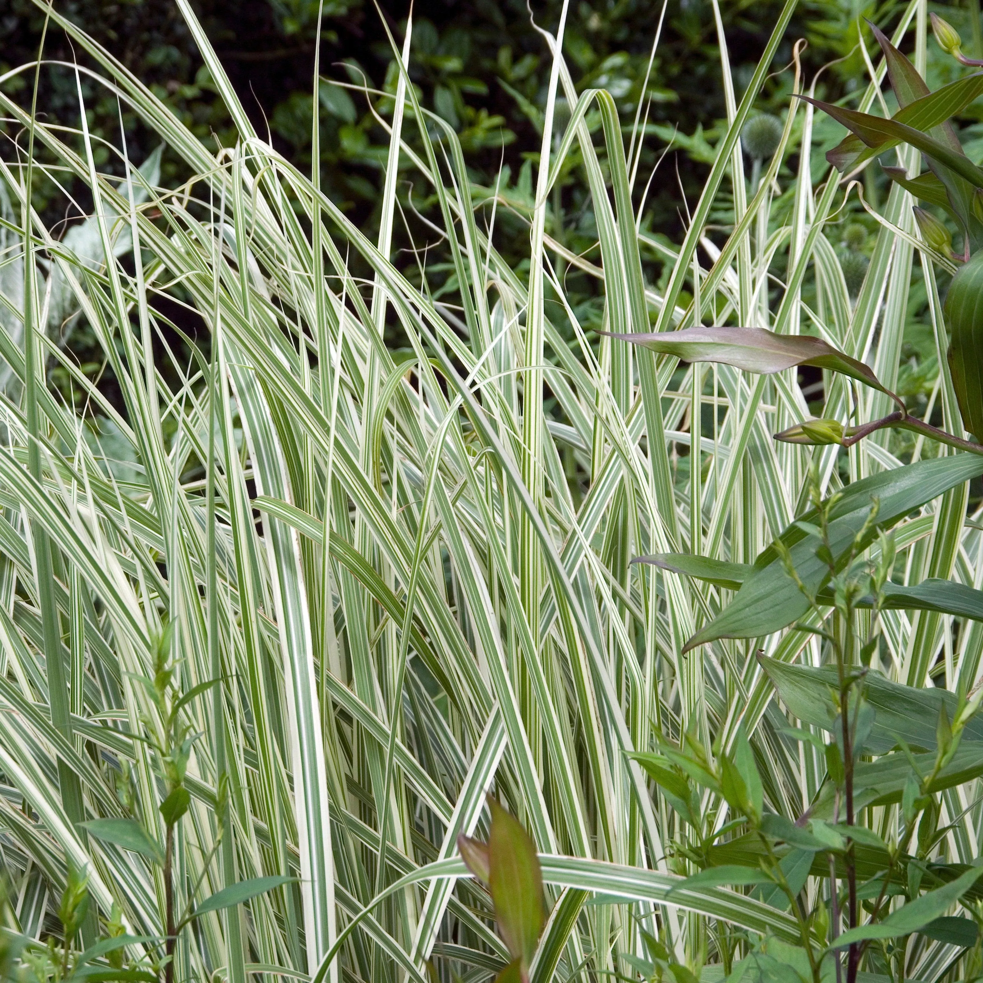 Miscanthus sinensis 'Rigoletto'- Rigoletto Maiden Grass